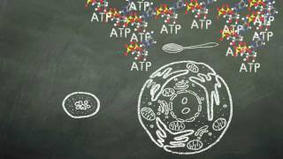 ATP synthase in action [upl. by Aicelet]