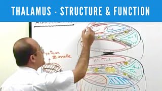 2Minute Neuroscience The Thalamus [upl. by Ecidnak]