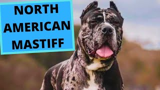 North American Mastiff  TOP 10 Interesting Facts [upl. by Akihc]