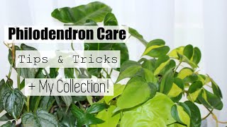 Philodendron Houseplant Care Tips amp Tricks  My Philodendron Collection [upl. by Ahsenyt]