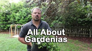 ALL ABOUT GARDENIAS  Details about different varieties and how to grow Gardenias [upl. by Aremihc855]