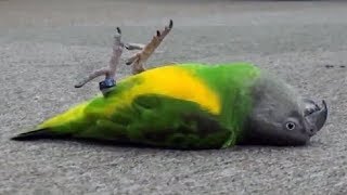 Funnniest Parrots compilation  Animaux drôles 2018 [upl. by Thorvald157]