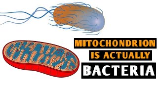 Mitochondrial DNA And D Loop Replication [upl. by Alael974]