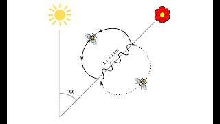 Whats Waggle Dance of the Honeybee  How bees communicate [upl. by Alleinnad]