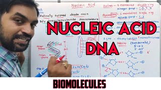 Nucleic acid  Structure of DNA  Biomolecules [upl. by Oiluj]