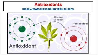 Antioxidants  Antioxidants Biochemistry  Free Radical Scavengers [upl. by Zimmer675]