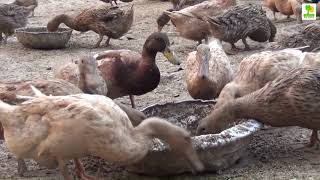 Duck Farm  How to Start a Business Raising Ducks for Eggs [upl. by Denice]