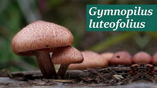 Identifying Gymnopilus luteofolius [upl. by Asilrac855]