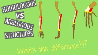 Homologous Structures vs Analogous Structures  Key Differences [upl. by Madra]