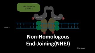 Non homologous end joining DNA repair [upl. by Kunin]