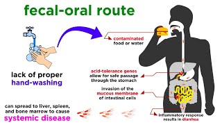 Typhoid Fever Salmonella typhi [upl. by Sesiom]