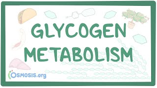 Glycogen metabolism [upl. by Brewer881]