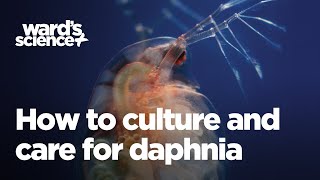 Caring and Culturing for Daphnia [upl. by Aseen]