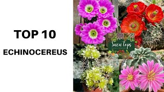 TOP 10 ECHINOCEREUS [upl. by Iggep184]