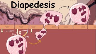 Diapedesis  Extravasation of Neutrophils  Innate immunity [upl. by Ivek]