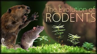 The Evolution of Rodents 🐀 [upl. by Nav]