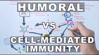 Humoral and Cell Mediated Immunity [upl. by Ekim]