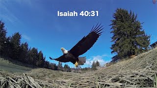 They Will Soar on Wings Like Eagles  Isaiah 4031  Inspiring Scripture [upl. by Freddie]