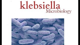 Klebsiella  Microbiology  K pneumonia  Bacteria [upl. by Enait55]