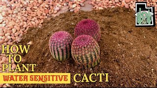 How to Plant Water Sensitive Cacti  Echinocereus rigidissimus [upl. by Aecila]