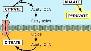 Fatty acids from Acetyl CoA [upl. by Halley]