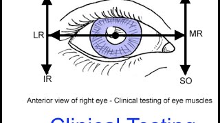 Human Eye Structure Eye Anatomy Explained [upl. by Eiramlirpa]