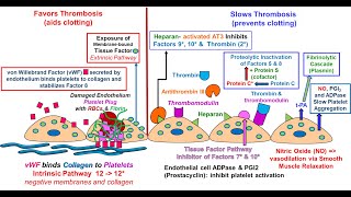 Endothelial Function in Hemostasis [upl. by Mag]