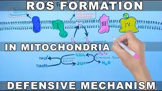 ROS Formation in Mitochondria and Defensive Mechanism [upl. by Yrtnej]