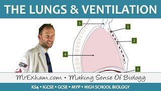 Lungs and Ventilation  GCSE Biology 91 [upl. by Gnilrits279]