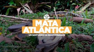 Mata Atlântica Explorando a Riqueza Natural e Biodiversidade  Natural Richness and Biodiversity [upl. by Ahsiam]