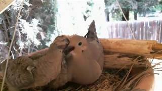 Mourning Dove Family  Part 2 Hatching and raising young [upl. by Burl473]