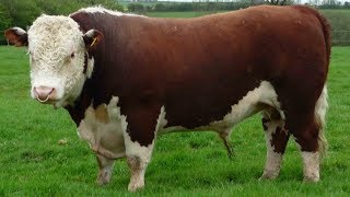 Hereford Beef Cattle  Dependable Heritage Beef [upl. by Helms]