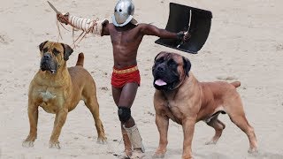 10 Most Powerful Mastiff Dog Breeds [upl. by Sallyann]