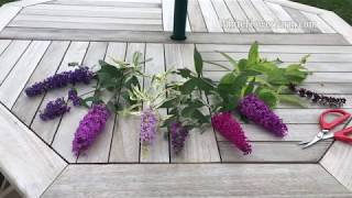 Growing Buddleia [upl. by Osmo241]