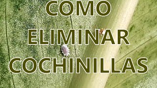 Cómo eliminar cochinillas de las plantas [upl. by Irita]