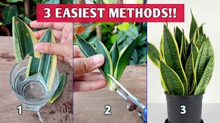 3 EASIEST Methods to Propagate SNAKE PLANTS  Snake Plant Propagation [upl. by Corenda]