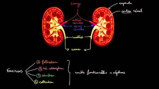 Physiologie rénale  Structure et fonctions [upl. by Graniah]