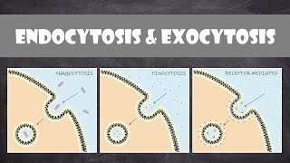 Endocytosis amp Exocytosis  Cell Biology [upl. by Baugh]