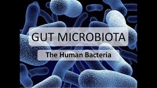 Human Gut Microbiota  Human Microbiota  Human Microbiome [upl. by Aracaj]