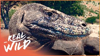 The Mythical Endangered Komodo Dragon  1000 Days For The Planet  Real Wild [upl. by Eaves]