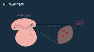 Oogenesis  embryonic development [upl. by Sitoel366]