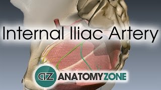 Internal Iliac Artery [upl. by Raye]