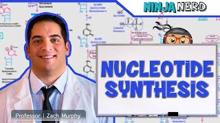 Metabolism  Nucleotide Synthesis  Purine amp Pyrimidine Synthesis [upl. by Elletnuahs]