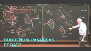 Anatomie du duodénum pancréas et rate Abdomen 2 [upl. by Duarte]