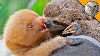 Sloth vs Sloth [upl. by Lacombe595]