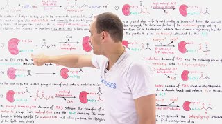 Fatty Acid Synthesis [upl. by Nosiaj]