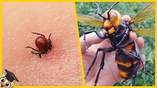 Los 10 Insectos más Peligrosos del Mundo [upl. by Particia]