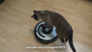 Cat shows HOW TO use iRobot Roomba Vacuum [upl. by Asuncion]