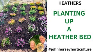 HOW TO PLANT A HEATHER BED FROM SCRATCH  WINTER FLOWERING HEATHERS [upl. by Letreece287]