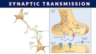 SYNAPTIC TRANSMISSIONSYNAPTIC TRANSMISSION OF NERVE IMPULSE [upl. by Eiznekam]